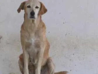 Cachorro ra a SRD idade 6 ou mais anos nome Meg