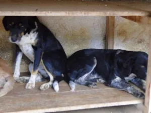 Cachorro raça SRD idade 6 ou mais anos nome Cita