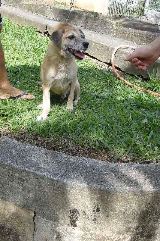 Cachorro ra a SRD idade 6 ou mais anos nome Perneta