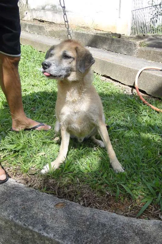 Cachorro ra a SRD idade 6 ou mais anos nome Perneta