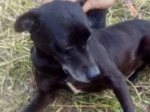 Cachorro raça SRD idade 6 ou mais anos nome Toby