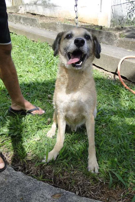 Cachorro ra a SRD idade 6 ou mais anos nome Perneta