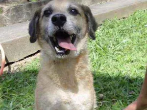 Cachorro raça SRD idade 6 ou mais anos nome Perneta