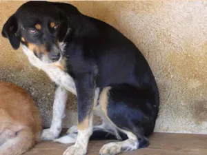 Cachorro raça SRD idade 4 anos nome Madonna