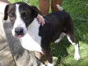 Cachorro raça SRD idade 6 ou mais anos nome Luana