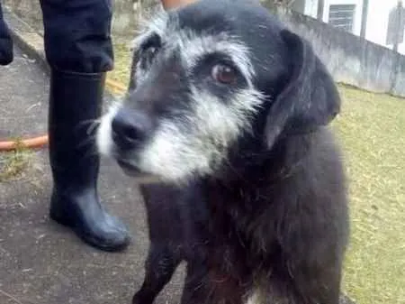 Cachorro ra a SRD idade 6 ou mais anos nome Dona