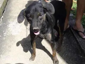 Cachorro raça SRD idade 5 anos nome Rabicó
