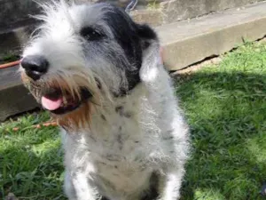 Cachorro raça SRD idade 6 ou mais anos nome Mona