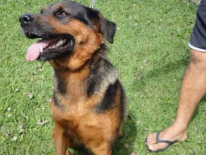 Cachorro raça SRD idade 5 anos nome Frida
