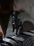 Babalu