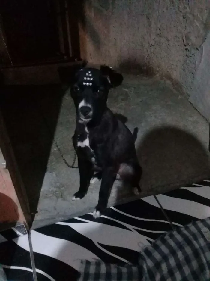 Cachorro ra a Viralata idade 1 ano nome Babalu