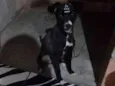 Babalu