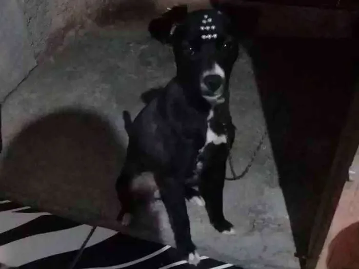Cachorro ra a Viralata idade 1 ano nome Babalu