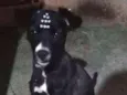 Babalu
