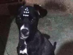 Cachorro raça Viralata idade 1 ano nome Babalu