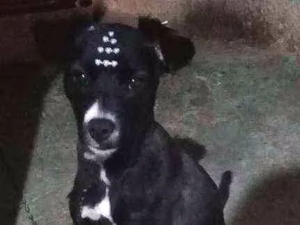 Cachorro ra a Viralata idade 1 ano nome Babalu