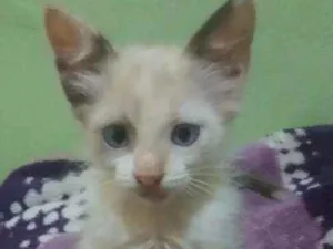 Gato raça SRD idade 7 a 11 meses nome Gatinha