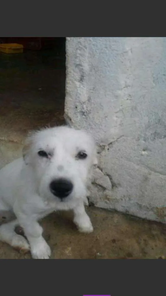 Cachorro ra a bace com viralata idade  nome branquinha