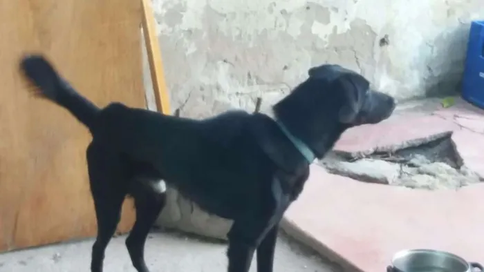 Cachorro ra a Labrador idade 1 ano nome Thor