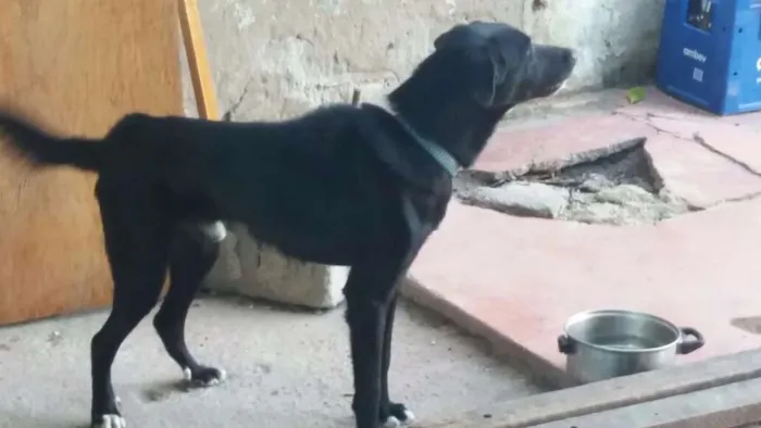Cachorro ra a Labrador idade 1 ano nome Thor