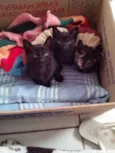 gatinhos