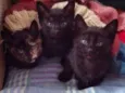 gatinhos