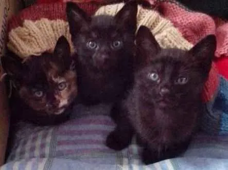 Gato ra a  idade 2 a 6 meses nome gatinhos