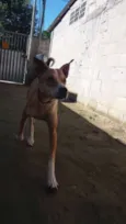 Cronos