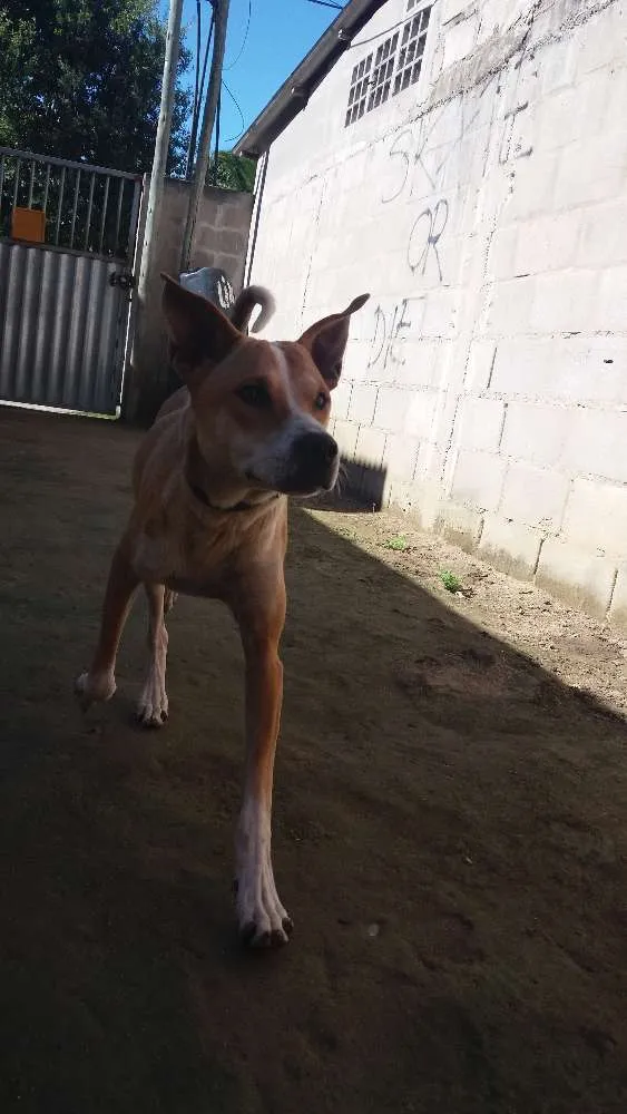 Cachorro raça Não Sei, provavelmente mistura idade 7 a 11 meses nome Cronos