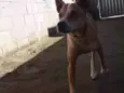 Cronos