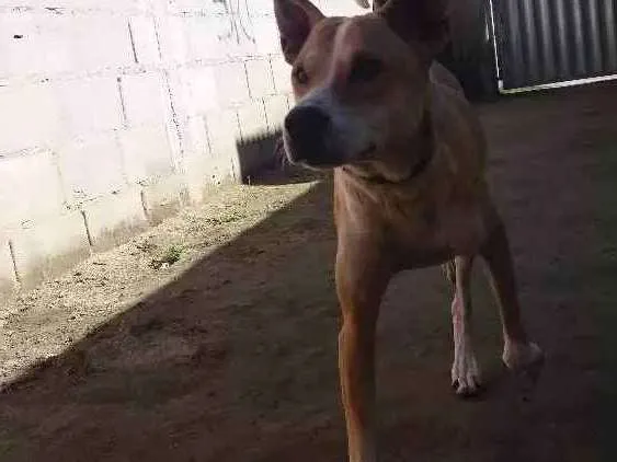 Cachorro raça Não Sei, provavelmente mistura idade 7 a 11 meses nome Cronos
