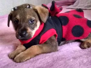 Cachorro raça  idade Abaixo de 2 meses nome Megan 