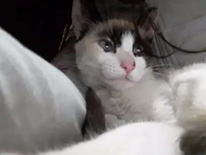 Gato raça  idade 2 a 6 meses nome Sem nome