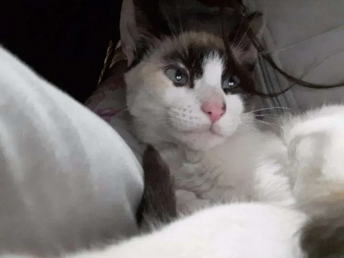 Gato ra a  idade 2 a 6 meses nome Sem nome