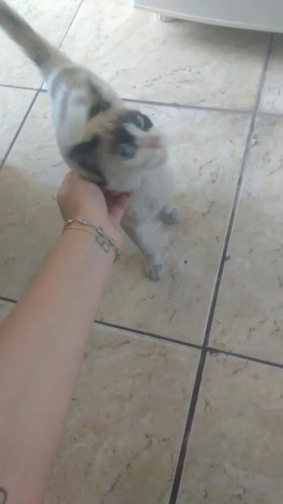 Gato ra a  idade 2 a 6 meses nome Sem nome