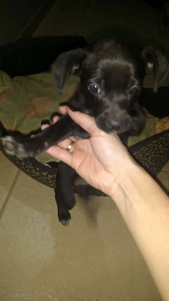 Cachorro ra a Viralata idade Abaixo de 2 meses nome Florence