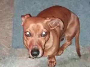 Cachorro raça Daschund idade 2 anos nome Daschund 