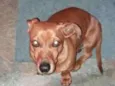 Daschund