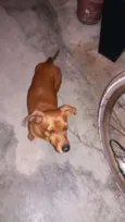 Daschund