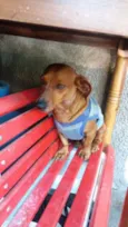 Daschund