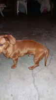 Daschund