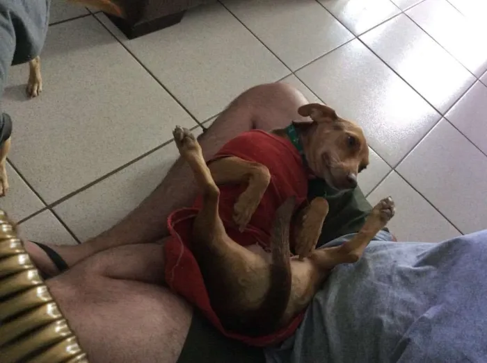 Cachorro ra a SRD idade 6 ou mais anos nome Tuca