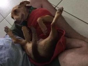 Cachorro raça SRD idade 6 ou mais anos nome Tuca