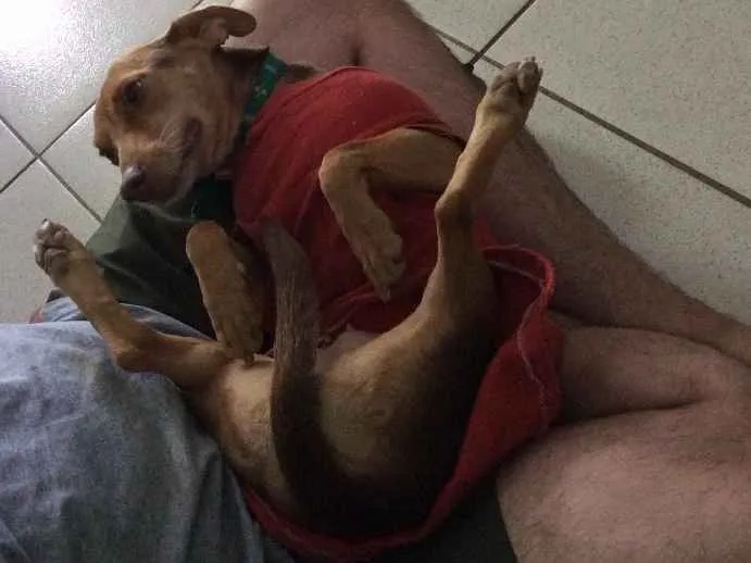 Cachorro ra a SRD idade 6 ou mais anos nome Tuca