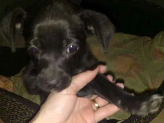 Cachorro ra a Viralata idade Abaixo de 2 meses nome Florence