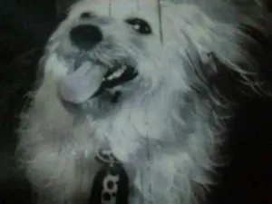 Cachorro raça Vira lata com liaça idade 2 anos nome tico
