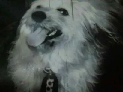 Cachorro raça Vira lata com liaça idade 2 anos nome tico