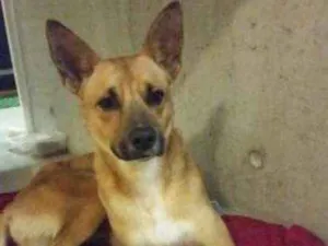 Cachorro raça SRD idade 1 ano nome Otto