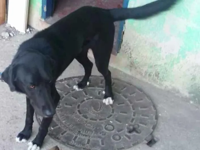 Cachorro ra a Labrador idade 1 ano nome Thor