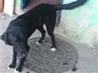 Cachorro raça Labrador idade 1 ano nome Thor